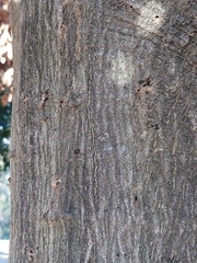 Platypus quercivorus