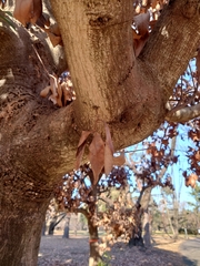 Platypus quercivorus