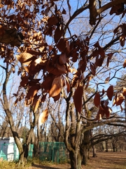 Platypus quercivorus