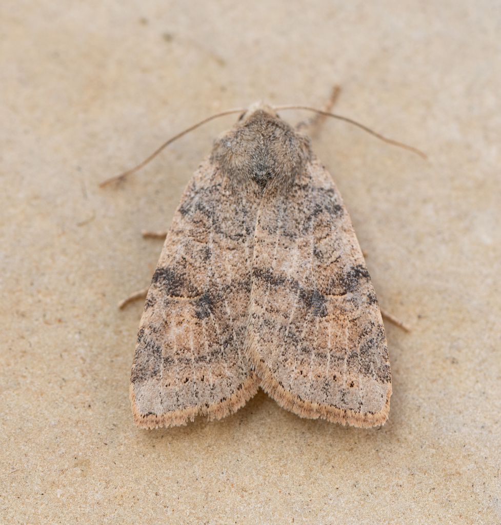 Anathix aggressa