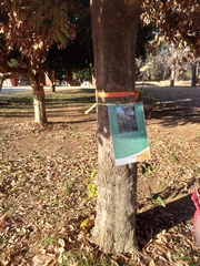 Platypus quercivorus