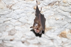 Rhinolophus