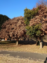 Platypus quercivorus