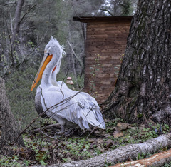 Pelecanus crispus