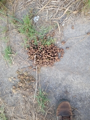 Hydrochoerus hydrochaeris