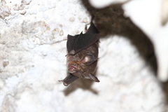 Rhinolophus keyensis