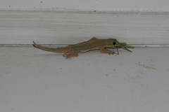 Hemidactylus platyurus