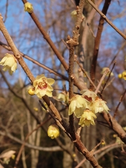 Chimonanthus praecox
