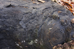 Cryptostroma corticale