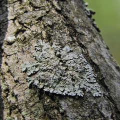 Crespoa crozalsiana
