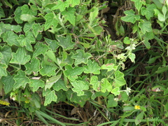 Zehneria scabra