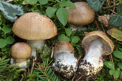 Cortinarius dionysae