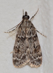 Scoparia basistrigalis