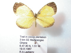 Citrinophila marginalis