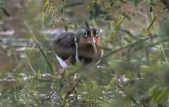 Rostratula benghalensis