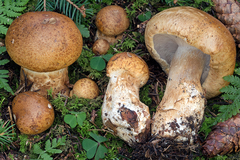 Cortinarius subvalidus