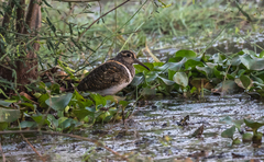 Rostratula benghalensis