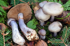Cortinarius emunctus