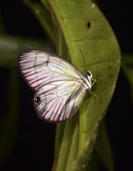 Dulcedo polita