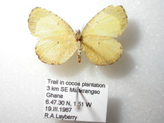 Citrinophila marginalis