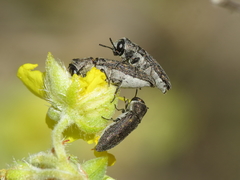 Acmaeoderella adspersula