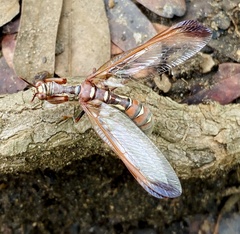 Pseudoclimaciella