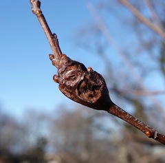 Contarinia cerasiserotinae