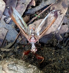 Pseudoclimaciella