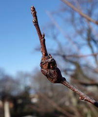 Contarinia cerasiserotinae