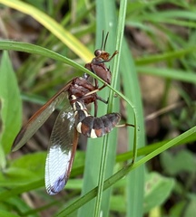 Pseudoclimaciella