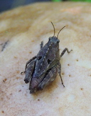Tetrix bipunctata