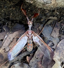 Pseudoclimaciella
