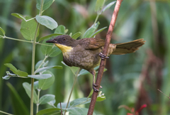 Atimastillas flavicollis