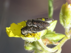 Acmaeoderella adspersula