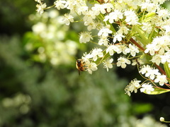 Callicera rufa
