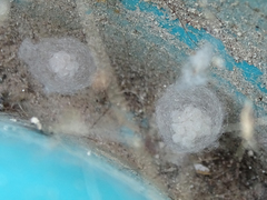 Steatoda triangulosa