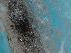 Steatoda triangulosa