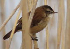 Acrocephalus melanopogon