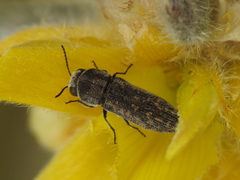 Acmaeoderella adspersula