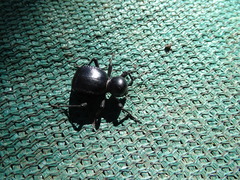 Moluris gibba