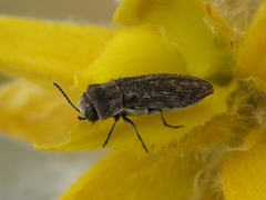 Acmaeoderella adspersula
