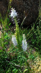 Veronica linariifolia