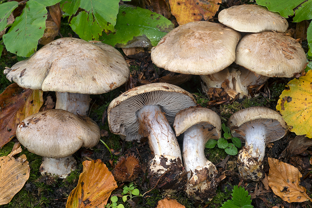 Phlegmacium dionysae