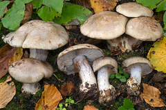 Cortinarius dionysae