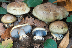 Cortinarius dionysae