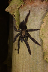 Psalmopoeus ecclesiasticus