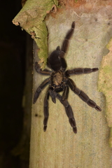 Psalmopoeus ecclesiasticus