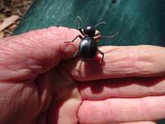 Moluris gibba
