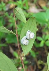 Macremphytus testaceus