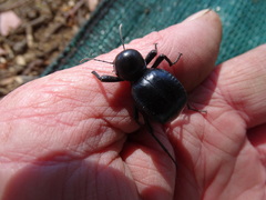 Moluris gibba